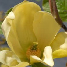 Magnolia Hot Flash Picture of Magnolia Hot Flash (3312)