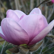 Magnolia Iolanthe Picture of Magnolia Iolanthe (3314)