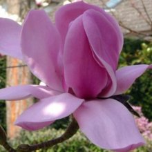 Magnolia JC Williams Picture of Magnolia JC Williams (3316)