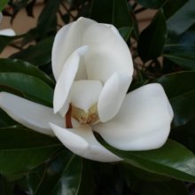 Picture of Magnolia Kay Parris (29112)