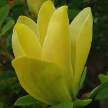 Magnolia Koban Dori Picture of Magnolia Koban Dori (3318)