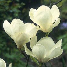 Magnolia Lennei Alba Picture of Magnolia Lennei Alba (3320)