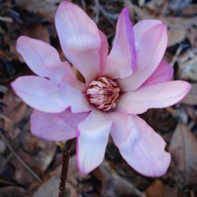 Magnolia Leonard Messel Picture of Magnolia Leonard Messel (3322)