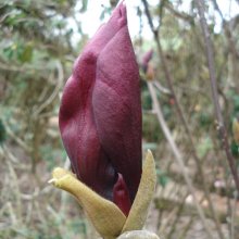 Magnolia Liliflora Nigra Picture of Magnolia Liliflora Nigra (3324)
