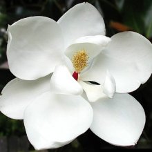 Picture of Magnolia Little Gem (3295)