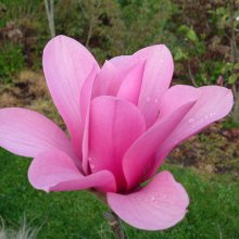 Magnolia Margaret Helen Picture of Magnolia Margaret Helen (3328)