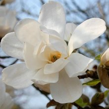 Magnolia Merrill Picture of Magnolia Merrill (10988)