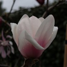 Magnolia Milky Way Picture of Magnolia Milky Way (3329)