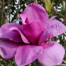 Magnolia Purple Sensation Picture of Magnolia Purple Sensation (3334)