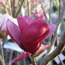 Magnolia Red As Picture of Magnolia Red As (3335)