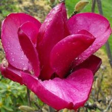 Magnolia Royal Purple Picture of Magnolia Royal Purple (3336)