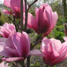 Magnolia Serene Picture of Magnolia Serene (3344)