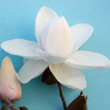 Magnolia Sir Harold Hillier Picture of Magnolia Sir Harold Hillier (3345)