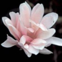 Magnolia Stellata Jane Platt Picture of Magnolia Stellata Jane Platt (3315)