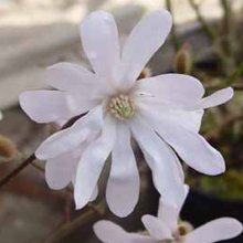 Magnolia Stellata King Rose Picture of Magnolia Stellata King Rose (3351)