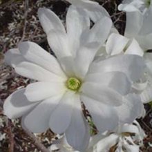 Magnolia Stellata Royal Star Picture of Magnolia Stellata Royal Star (3353)