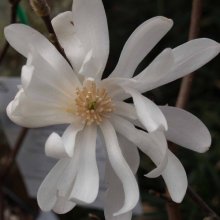 Magnolia Stellata Waterlily Picture of Magnolia Stellata Waterlily (3354)