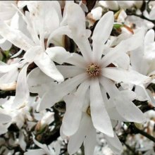 Magnolia Stellata Picture of Magnolia Stellata (9526)