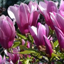 Magnolia Susan Picture of Magnolia Susan (3359)