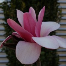 Magnolia Sweetheart Picture of Magnolia Sweetheart (6403)