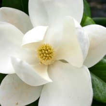 Picture of Magnolia Teddy Bear (8545)