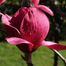 Magnolia Vulcan Picture of Magnolia Vulcan (3364)