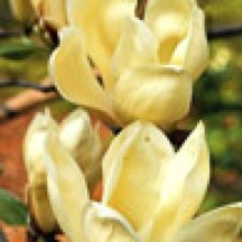 Magnolia Yellow Lantern Picture of Magnolia Yellow Lantern (3369)