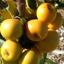 Picture of Malus Crabapple Arrow Gold (3374)