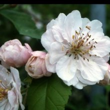 Picture of Malus Crabapple Charlottae (1516)