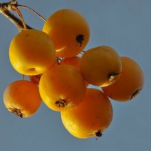 Picture of Malus Crabapple Coronet Peak H/W 1.5m  (9522)