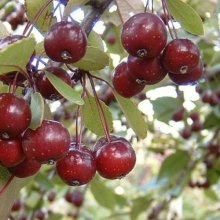 Picture of Malus Crabapple Echtermeyer H/W 1.5m (1520)