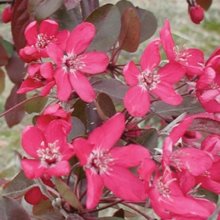 Picture of Malus Crabapple Ellerslie H/W 1.7m (1523)