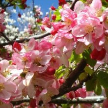 Picture of Malus Crabapple Floribunda H/W 1.5m (9521)