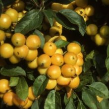 Malus Crabapple Golden Hornet Picture of Malus Crabapple Golden Hornet (1525)