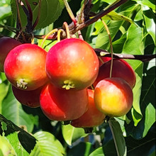 Malus Crabapple Gorgeous Picture of Malus Crabapple Gorgeous (1526)