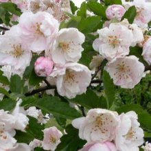 Malus Crabapple Ioensis Plena H/W 1.2m Picture of Malus Crabapple Ioensis Plena H/W 1.2m (9523)