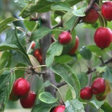 Malus Crabapple Jack Humm Picture of Malus Crabapple Jack Humm (1529)