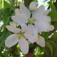 Malus Crabapple Jelly King Picture of Malus Crabapple Jelly King (1532)