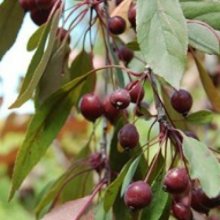 Malus Crabapple Kaitoke H/W 1.5m Picture of Malus Crabapple Kaitoke H/W 1.5m (8653)