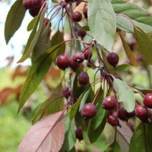 Malus Crabapple Kaitoke H/W 1.7m Picture of Malus Crabapple Kaitoke H/W 1.7m (7839)
