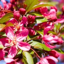 Malus Crabapple Prairifire Picture of Malus Crabapple Prairifire (8691)