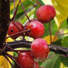 Malus Crabapple Profusion Picture of Malus Crabapple Profusion (1535)