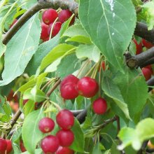 Malus Crabapple Red Jade H/W 1.7m Picture of Malus Crabapple Red Jade H/W 1.7m (6351)