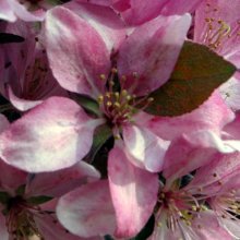 Malus Crabapple Strathmore Picture of Malus Crabapple Strathmore (1541)