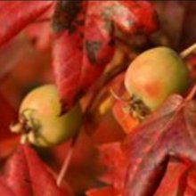 Malus Crabapple Trilobata Picture of Malus Crabapple Trilobata (1544)