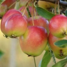 Malus Crabapple Wrights Scarlet Picture of Malus Crabapple Wrights Scarlet (1547)