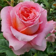 Mamma Mia-Rose Picture of Mamma Mia-Rose (28597)