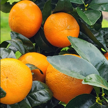 Picture of Mandarin Afourer (10315)
