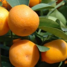 Mandarin Satsuma Aoshima Picture of Mandarin Satsuma Aoshima (3378)