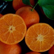 Picture of Mandarin Bay Sweetie Dwf (30294)